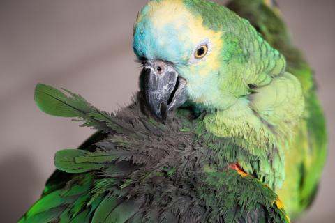 Psittacosis, how parrot fever can affect humans