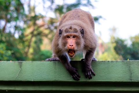 Mono mostrando los dientes en actitud agresiva