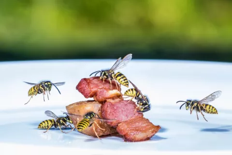 Grupo de avispas intentando llevarse un torrezno de la mesa