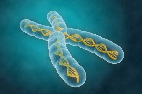 Crean el primer cromosoma artificial de la Historia