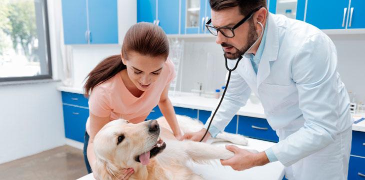 Veterinario examinando a un perro