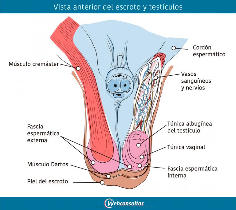 Anatomía del testículo
