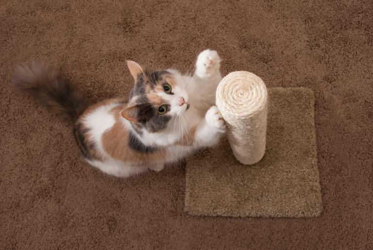 Gato jugando con un palo de cuerda