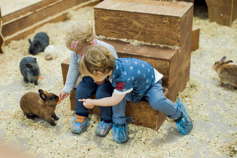 Niños alimentan a un conejo en la granja escuela