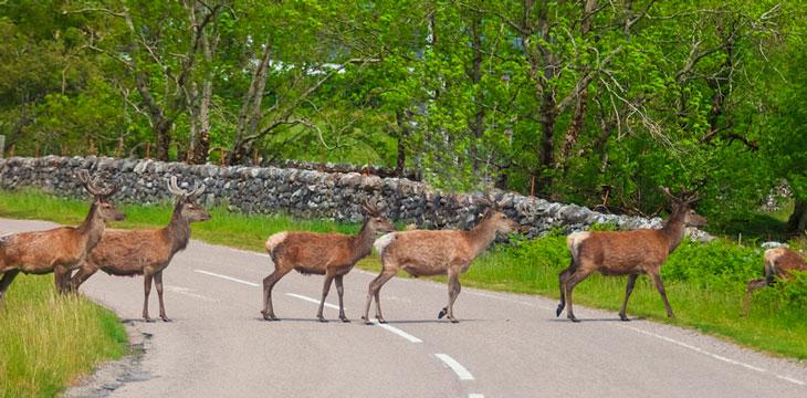 Rebaño de ciervos cruzando la carretera