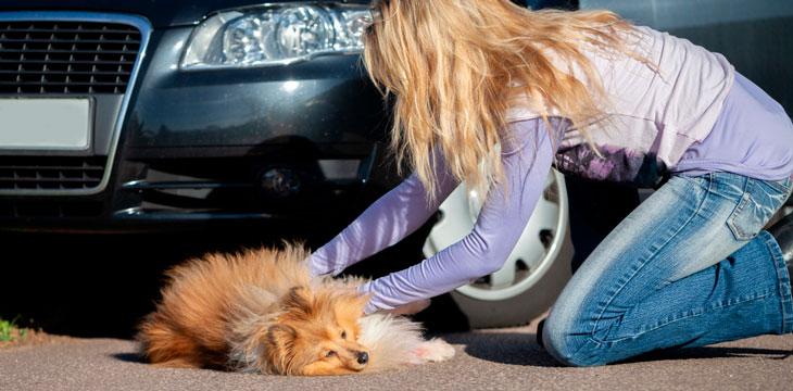 Mujer auxiliando a un perro atropellado