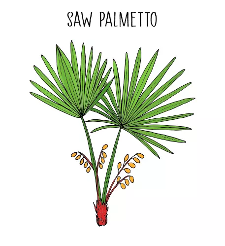 Ilustración de saw palmetto