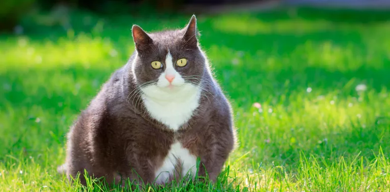 Gato con problemas de obesidad 