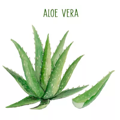 Aloe vera