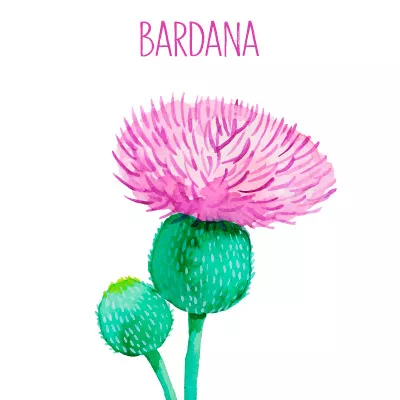 Ilustración bardana