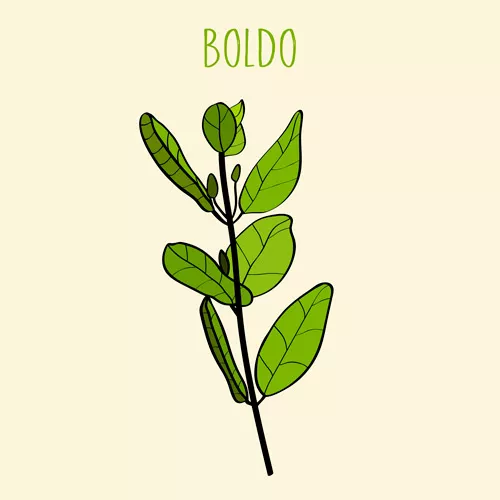 Ilustración de boldo