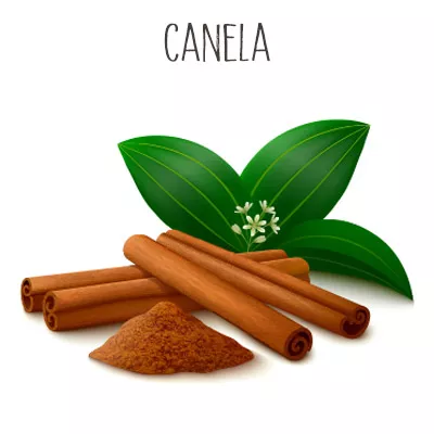 Canela Que Es Origen Composicion Y Usos Medicinales