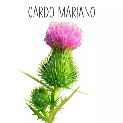 Ilustración cardo mariano