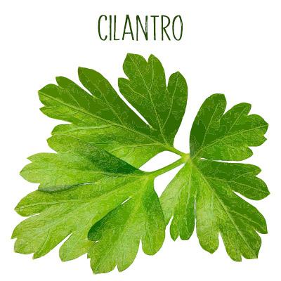 Dibujo de hojas de cilantro
