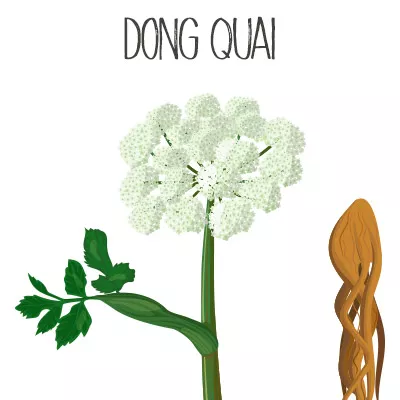 Dong quai