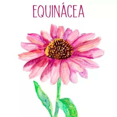 Equinácea