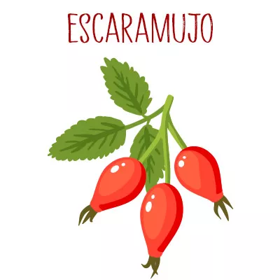 Escaramujo