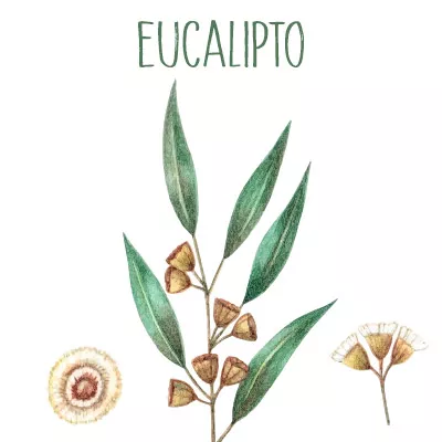 Eucalipto dibujo de sus hojas