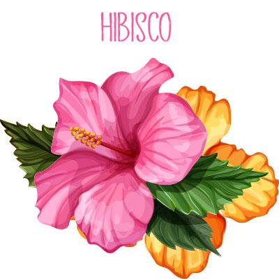 Hibisco