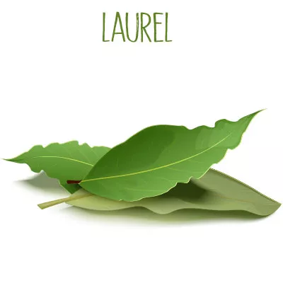 Laurel