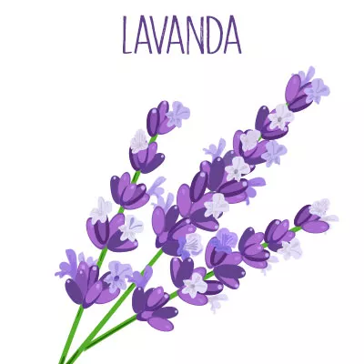 Lavanda