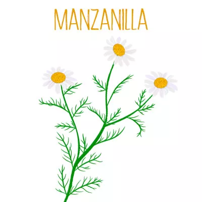 Manzanilla Mejora Tus Digestiones Origenes Y Cultivo