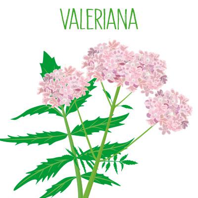 Resultado de imagen para valeriana planta