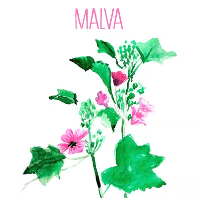 Malva