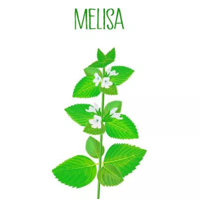 Melisa