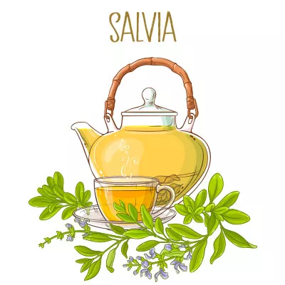 Salvia