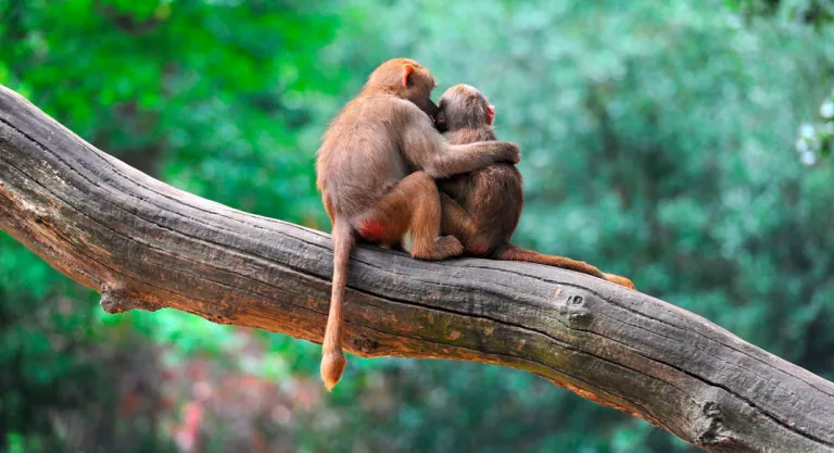 Pareja monos