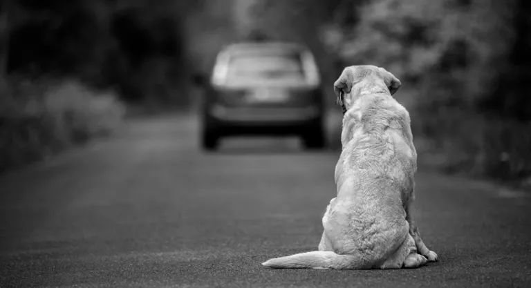 Mascota que ha sido abandonada