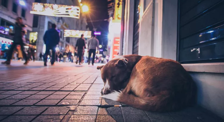 Animal abandonado en la calle