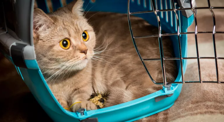 Caja para transportar a nuestro gato