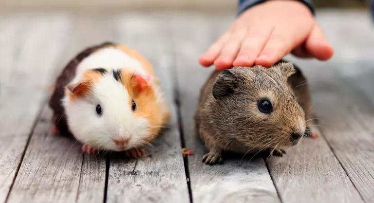 Compra de una cobaya