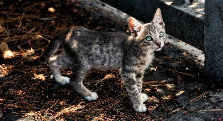 Gato perdido