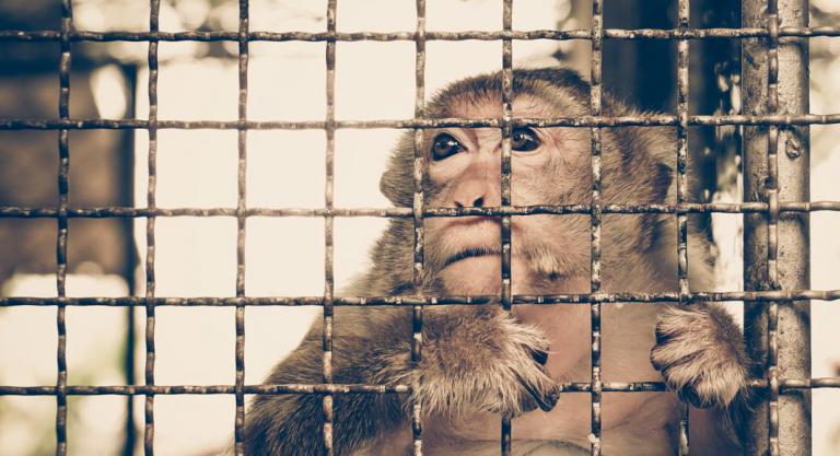 Mono en una jaula