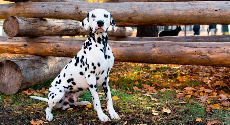 Características del dálmata como mascota