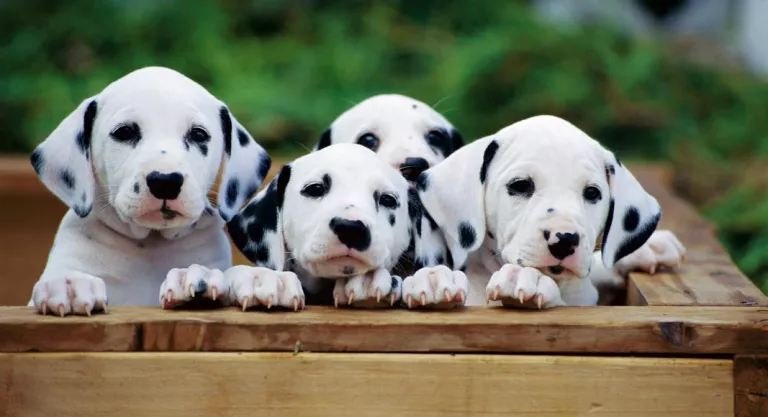 Salida cocinar Helecho Salud de los perros dálmata, reproducción y monta