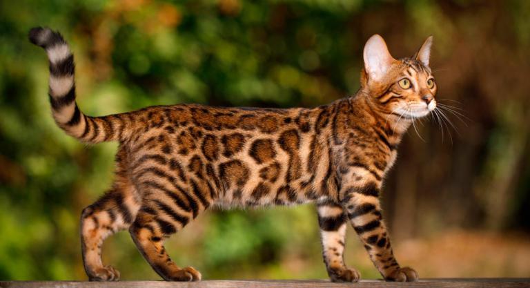 Gato de Bengala, características como y comportamiento