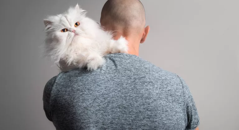 audiencia móvil ocupado Gato persa, pura elegancia felina: características como mascota