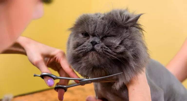 Alimentacion E Higiene Del Gato Persa