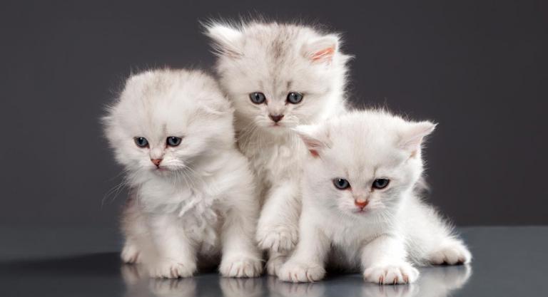 Cachorros de gato persa