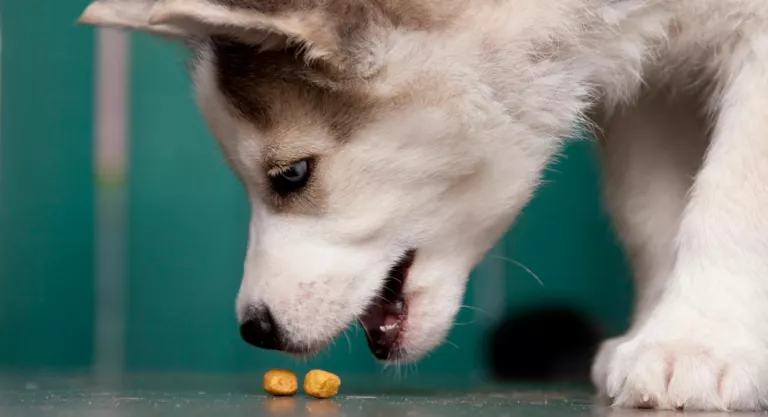 Alimentación del husky siberiano, higiene y cepillado