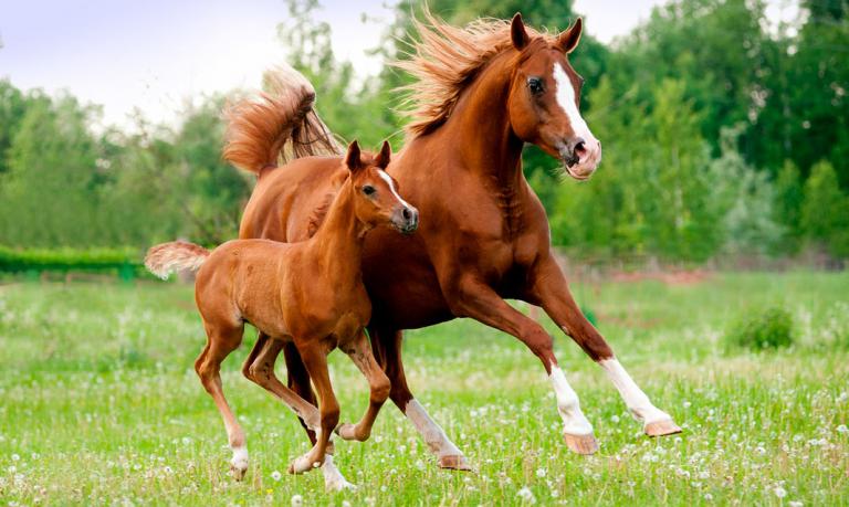 Reproducción caballo árabe