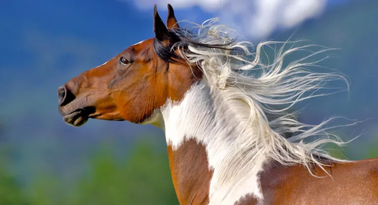 Caballo pinto