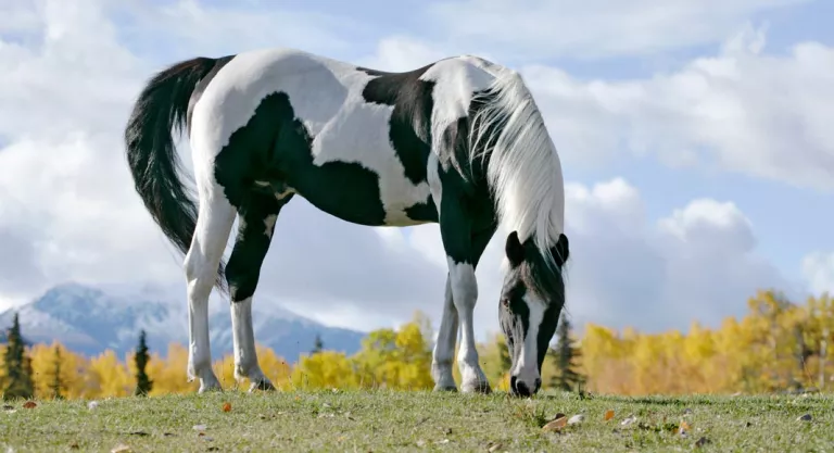 Alimentación caballo pinto