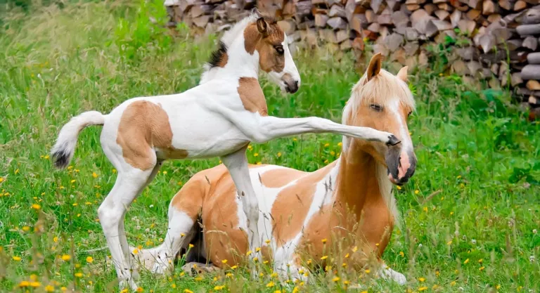 Reproducción del caballo pinto