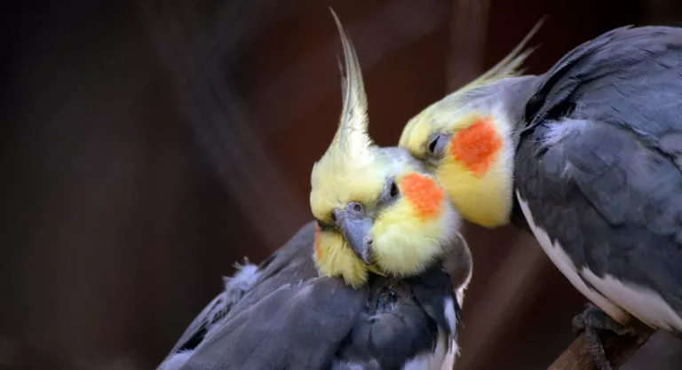 Cacatua ninfa 