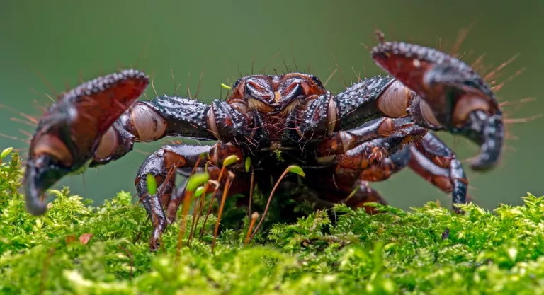 Escorpión emperador